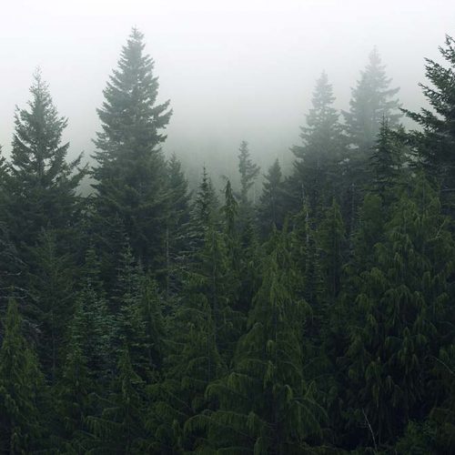 Support Sue Probart's Dream - Pick Your Donation