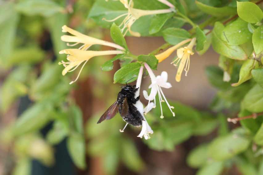 Honey bees fill 'saddlebags' with pollen. Here's how they keep