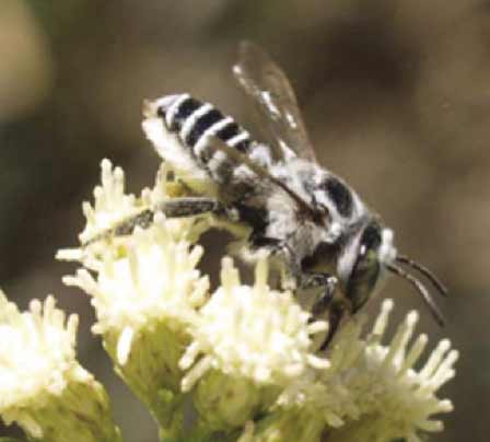 Female Megachilid on Emory’s seepwillow