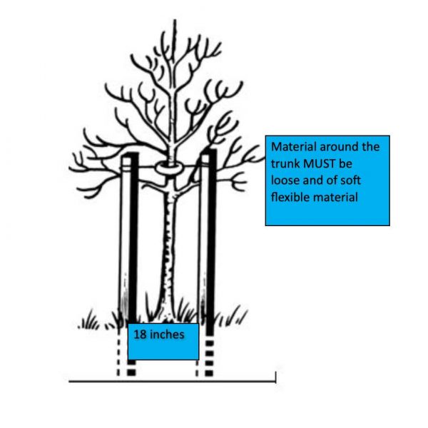 What You Need To Know About Staking New Trees