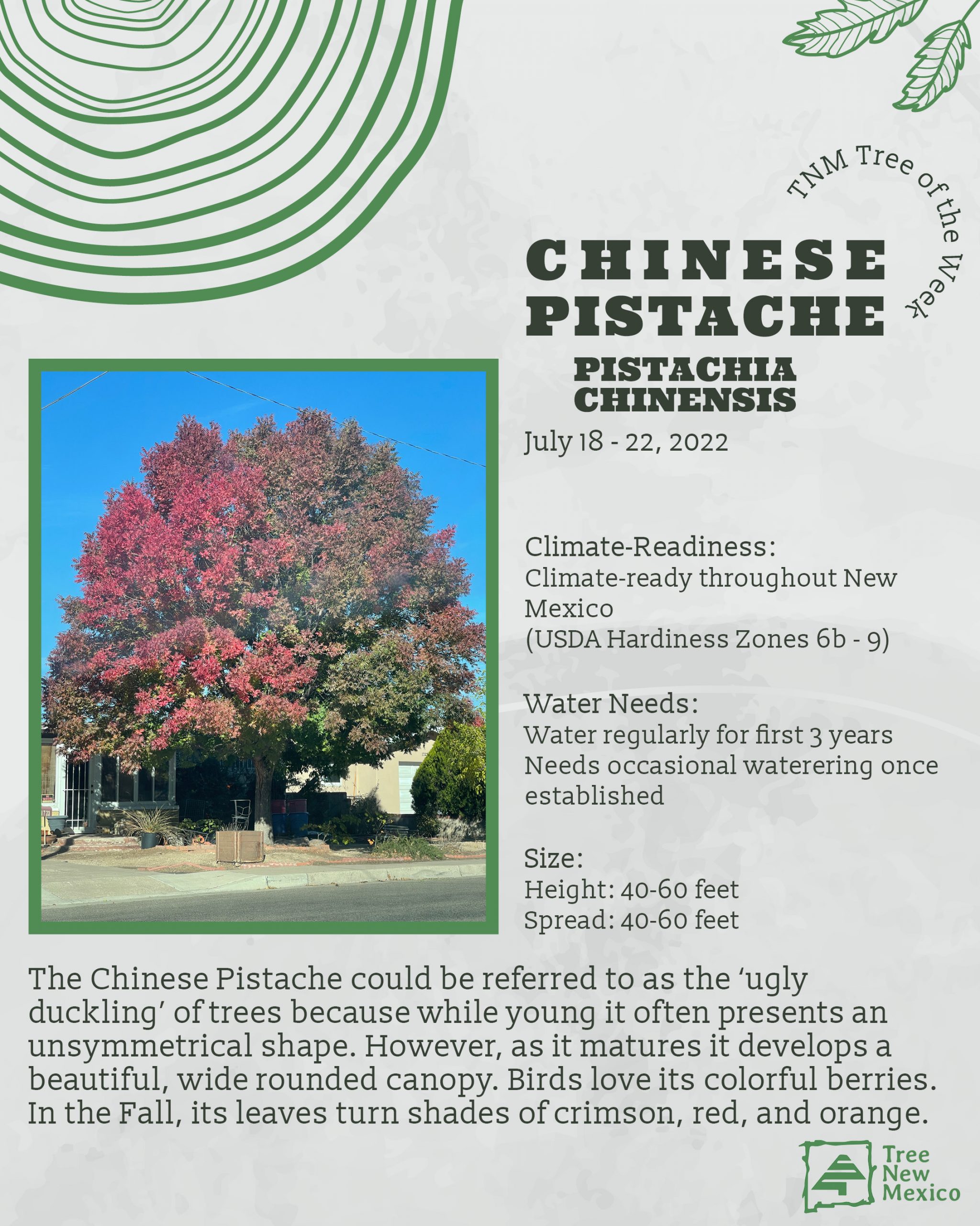 Red Push Pistache  Elgin Nursery & Tree Farm: Phoenix, AZ