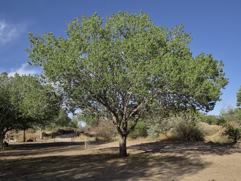 Rio Grande Cottonwood