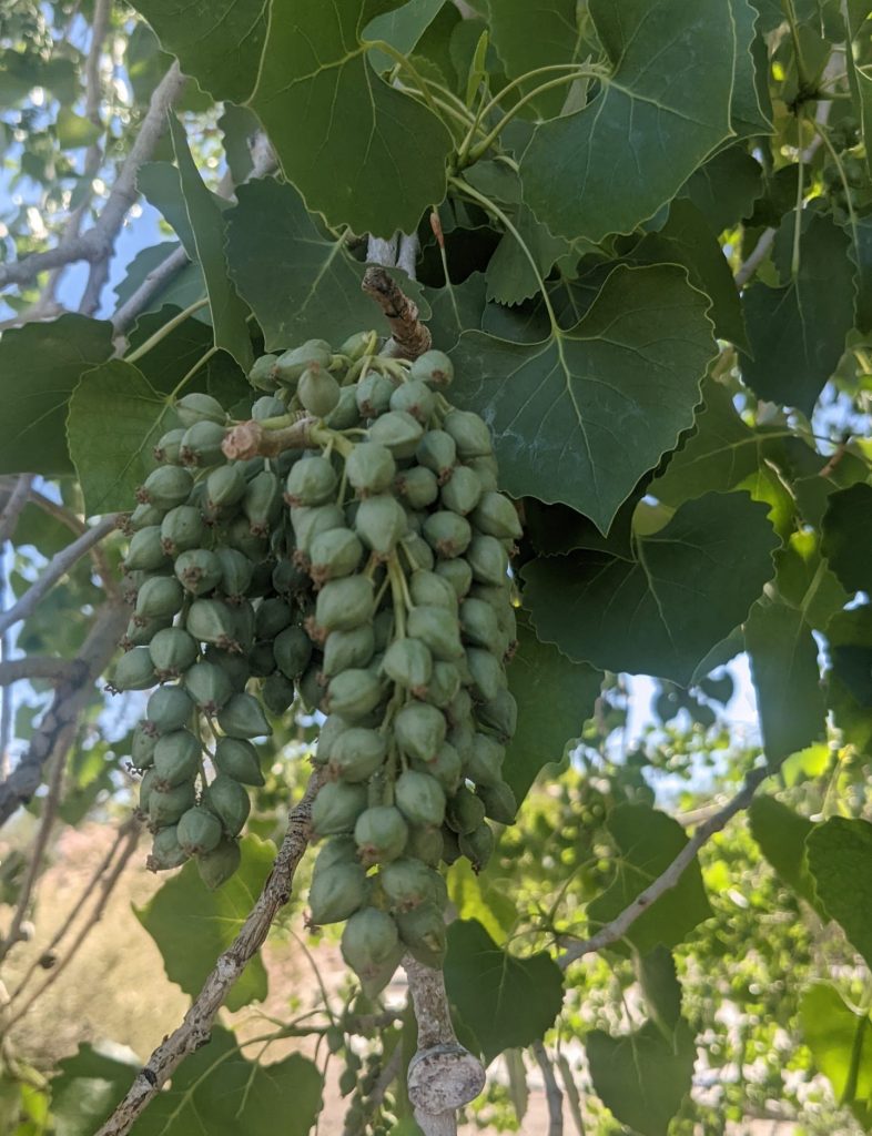 Rio Grande Cottonwood