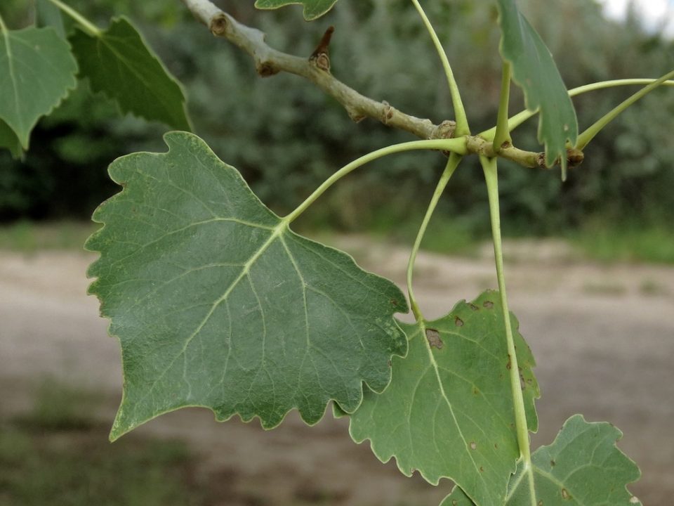 Rio Grande Cottonwood