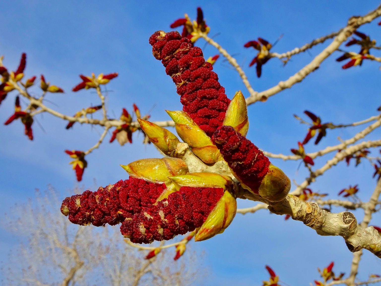 Rio Grande Cottonwood