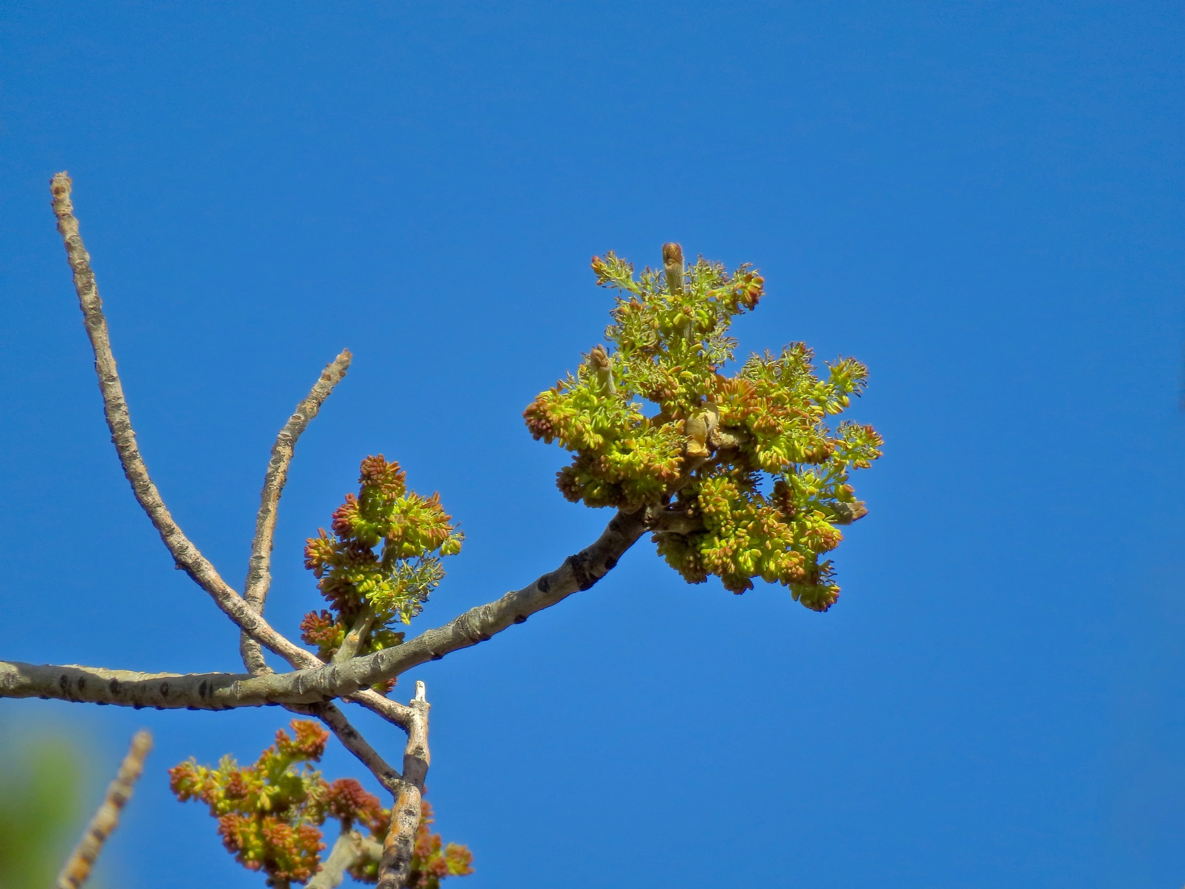 ash tree spring