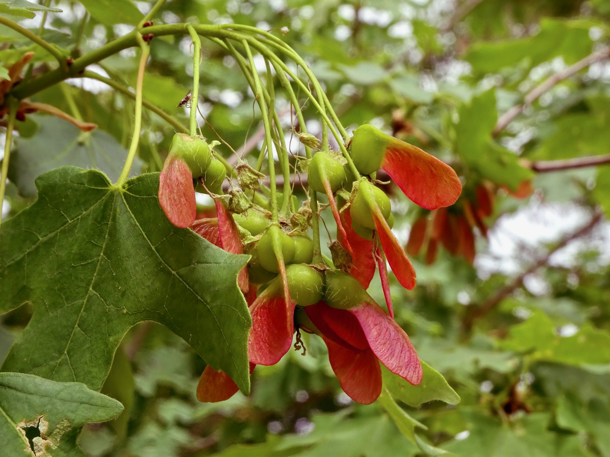 Bigtooth Maple For Sale Austin