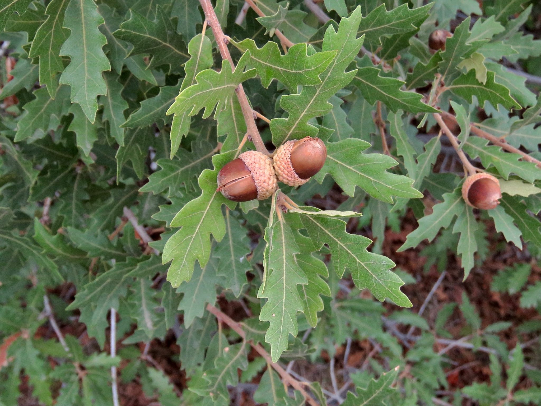 Gambel Oak