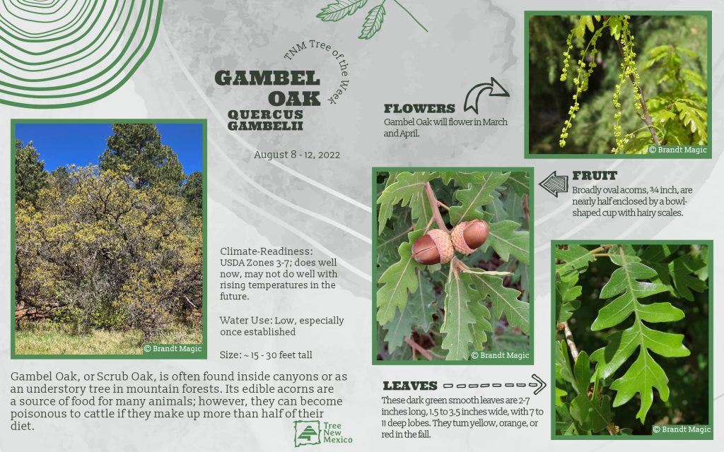 Gambel Oak