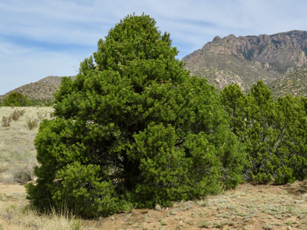 Piñon Pine