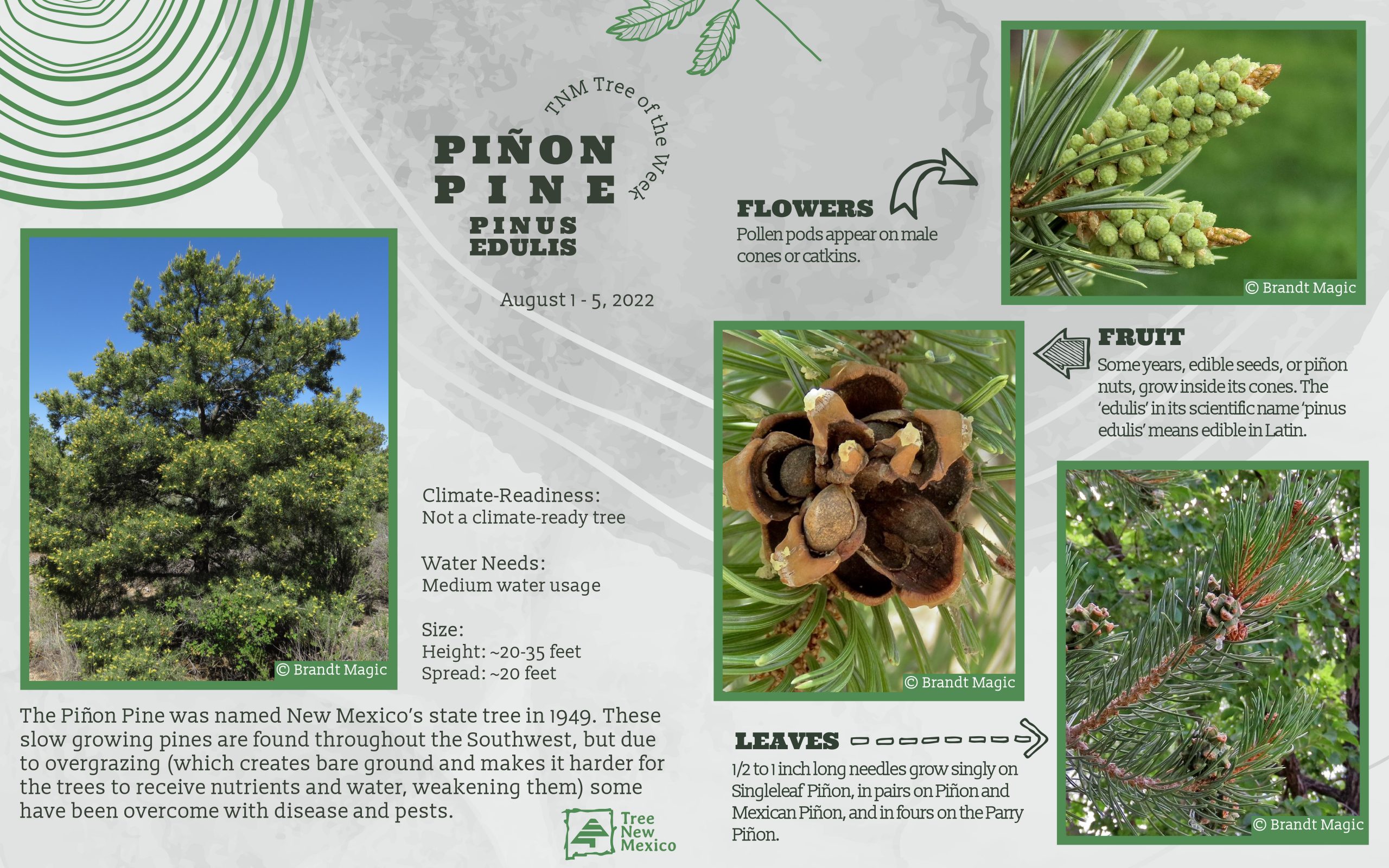 Pinyon Pine Cones - Pinyon pinecone