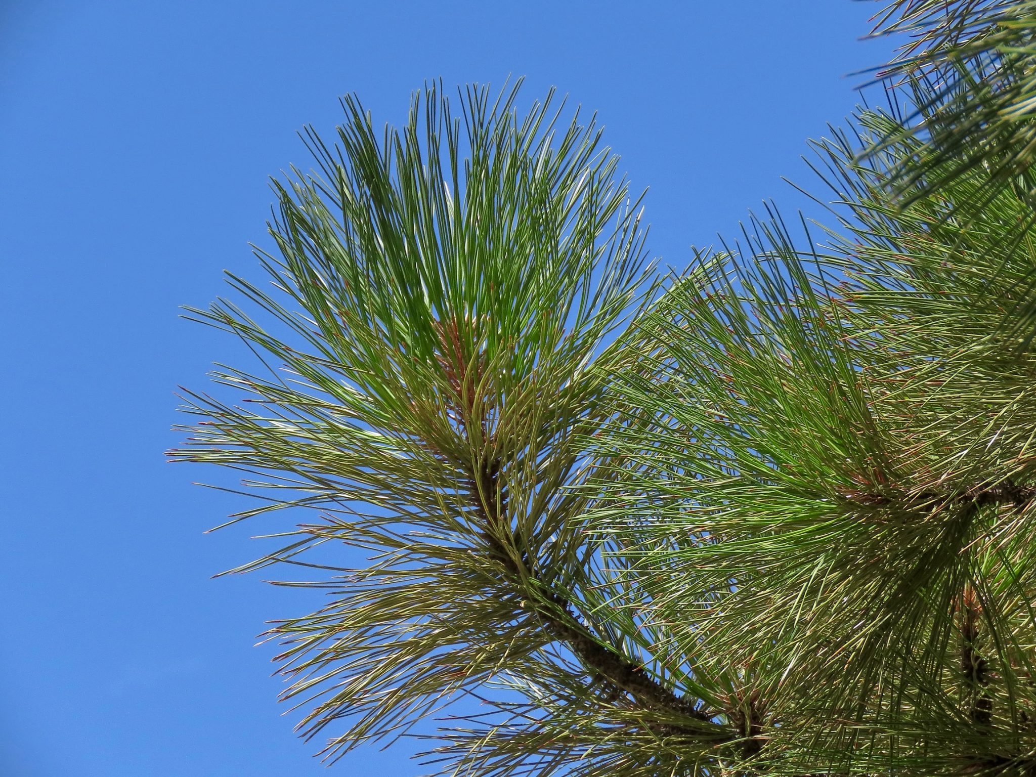 Ponderosa Pine