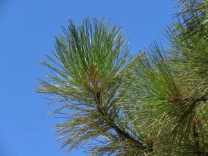 Ponderosa Pine Needles