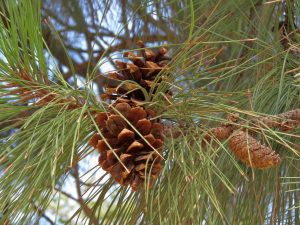 Ponderosa Pine Cones