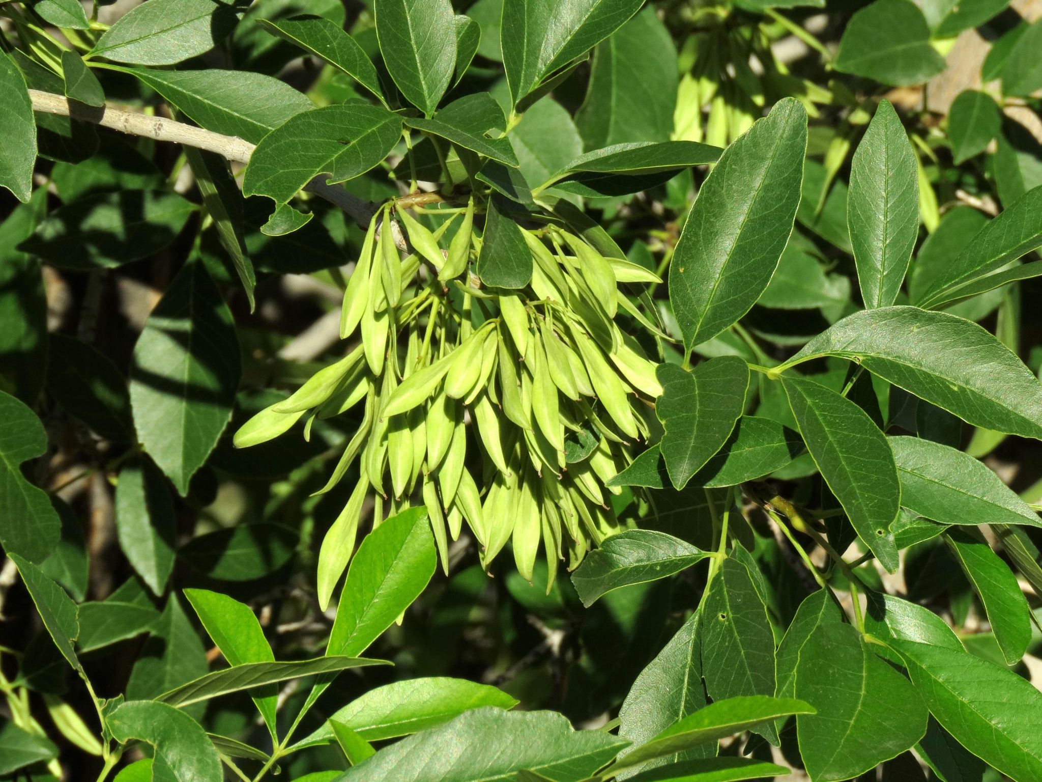 Arizona Ash arizona-ash