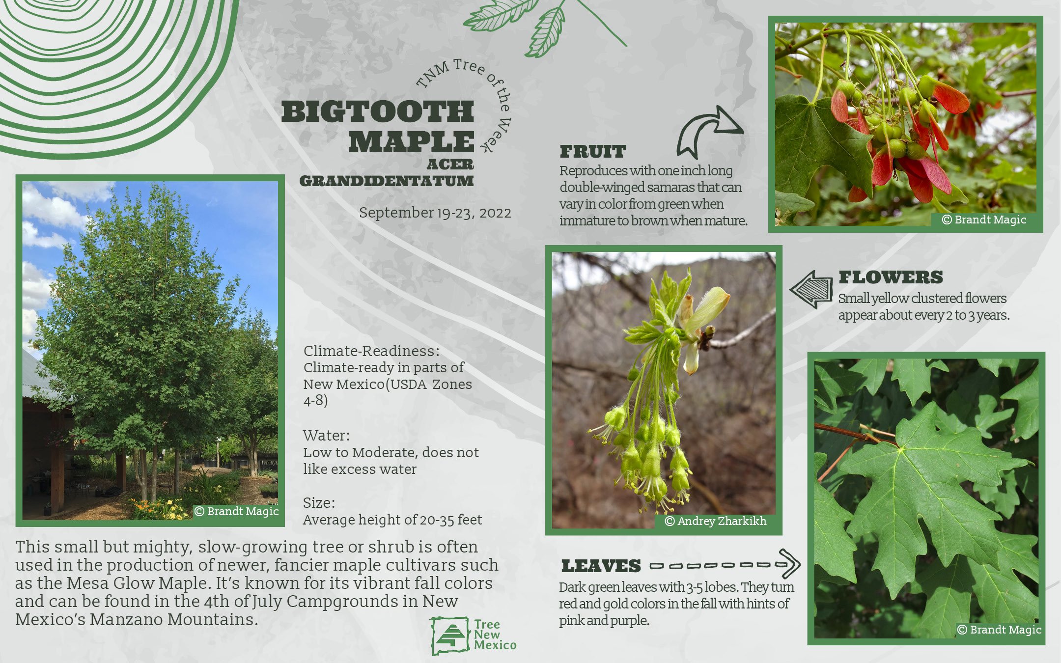 Bigtooth Maple
