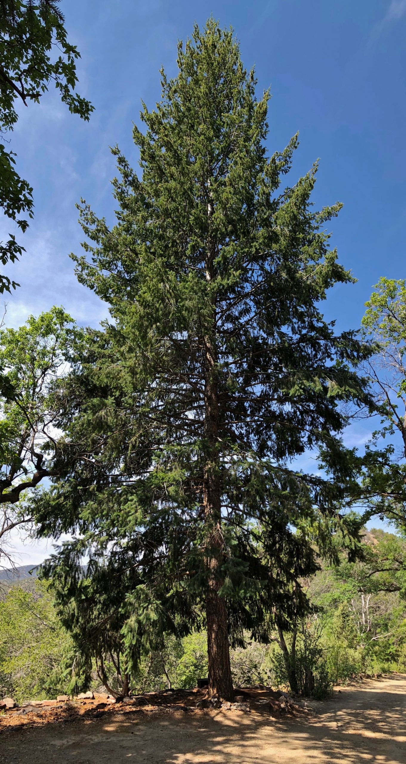 subalpine fir