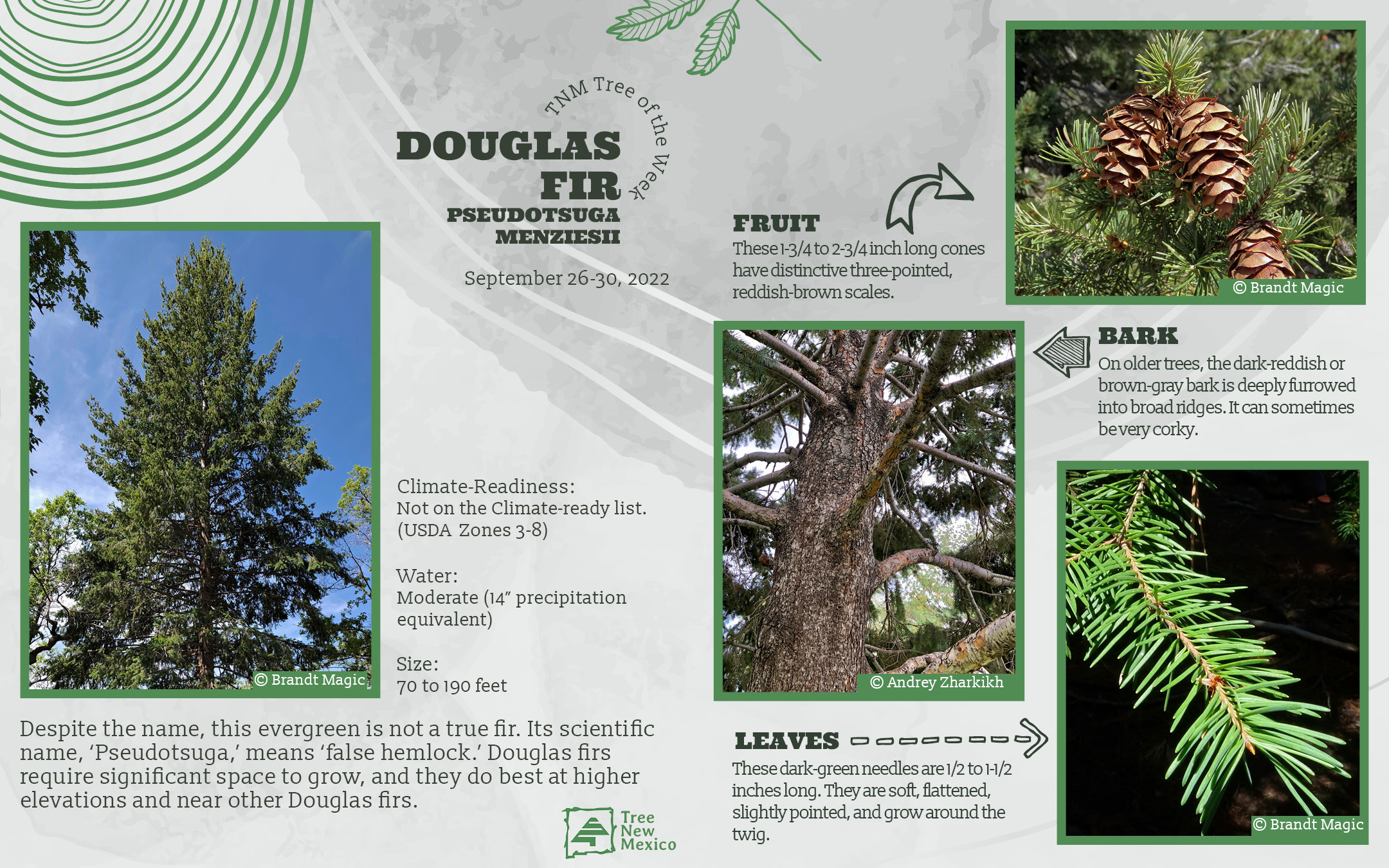 douglas fir needles