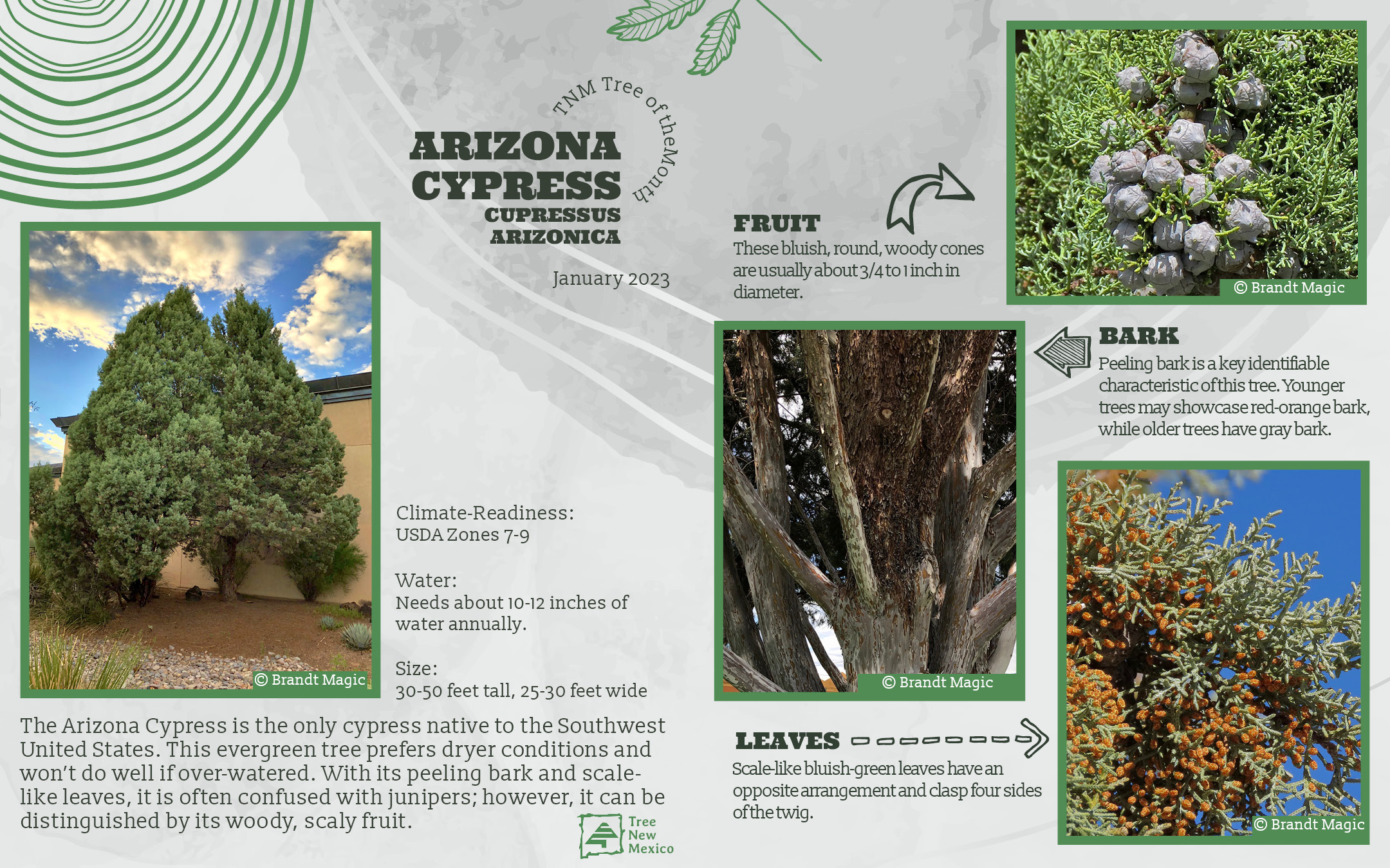Arizona Cypress - January Tree of the Month