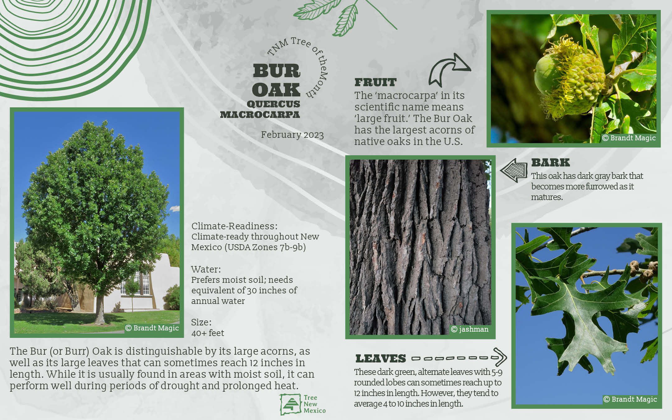 Bur Oak - February 2023 Tree of the Month