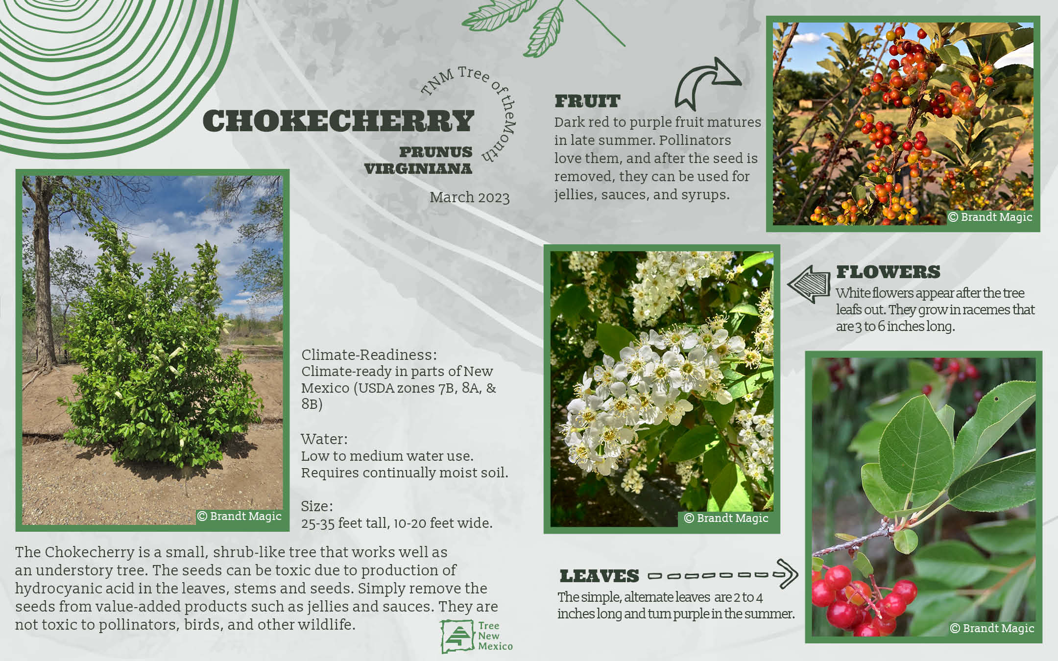 Chokecherry - March Tree of the Month