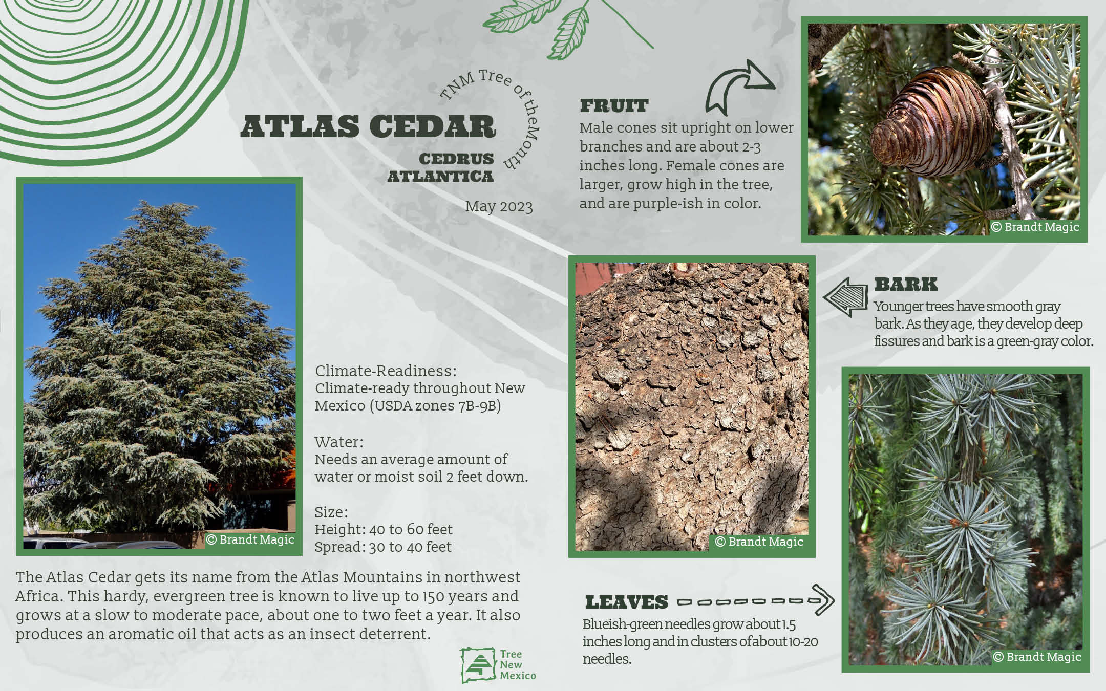 Atlas Cedar - May Tree of the Month
