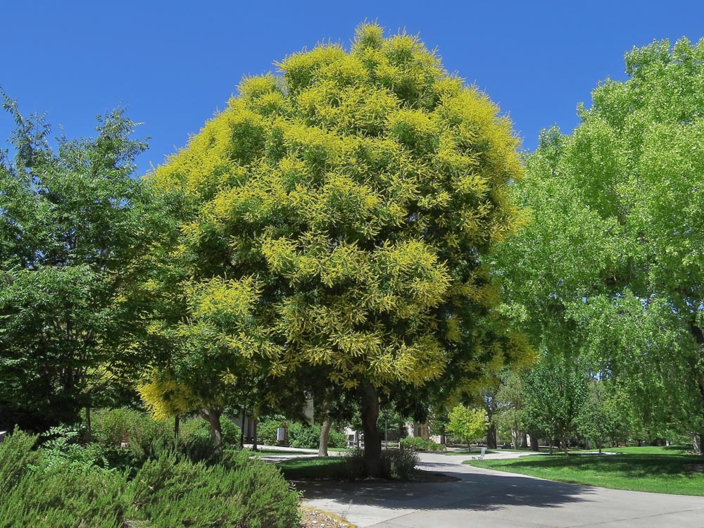 Mature golden rain tree full canopy of leaves with yellow blossoming flowers