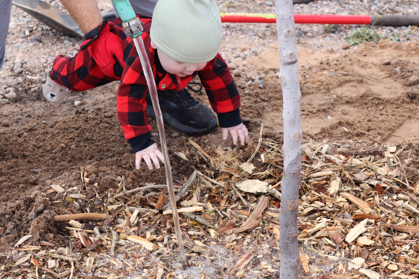 Everything You Need to Know About Effective Tree Watering