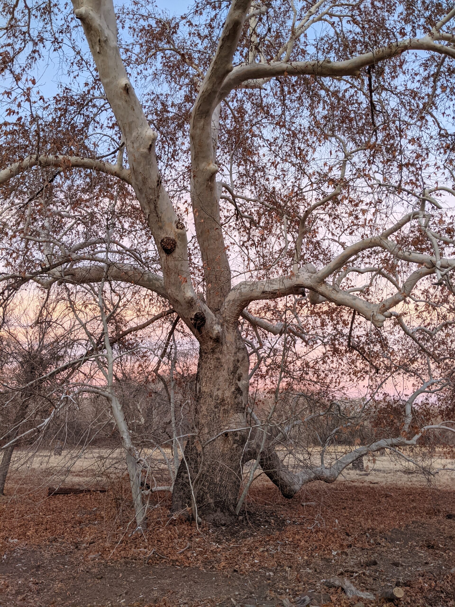 Wild Arizona Sycamore (Platanus wrightii) in Las Animas Creek, NM