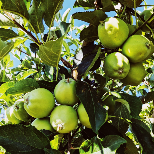 apples
