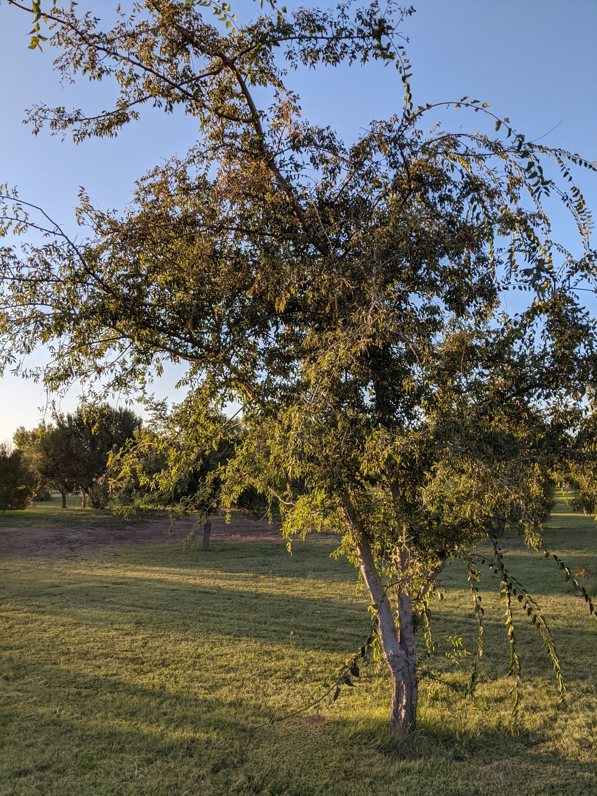 Netleaf hackberry