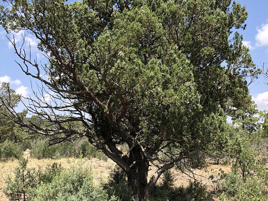 A young alligator juniper tree growing in moderate altitude in dry soil