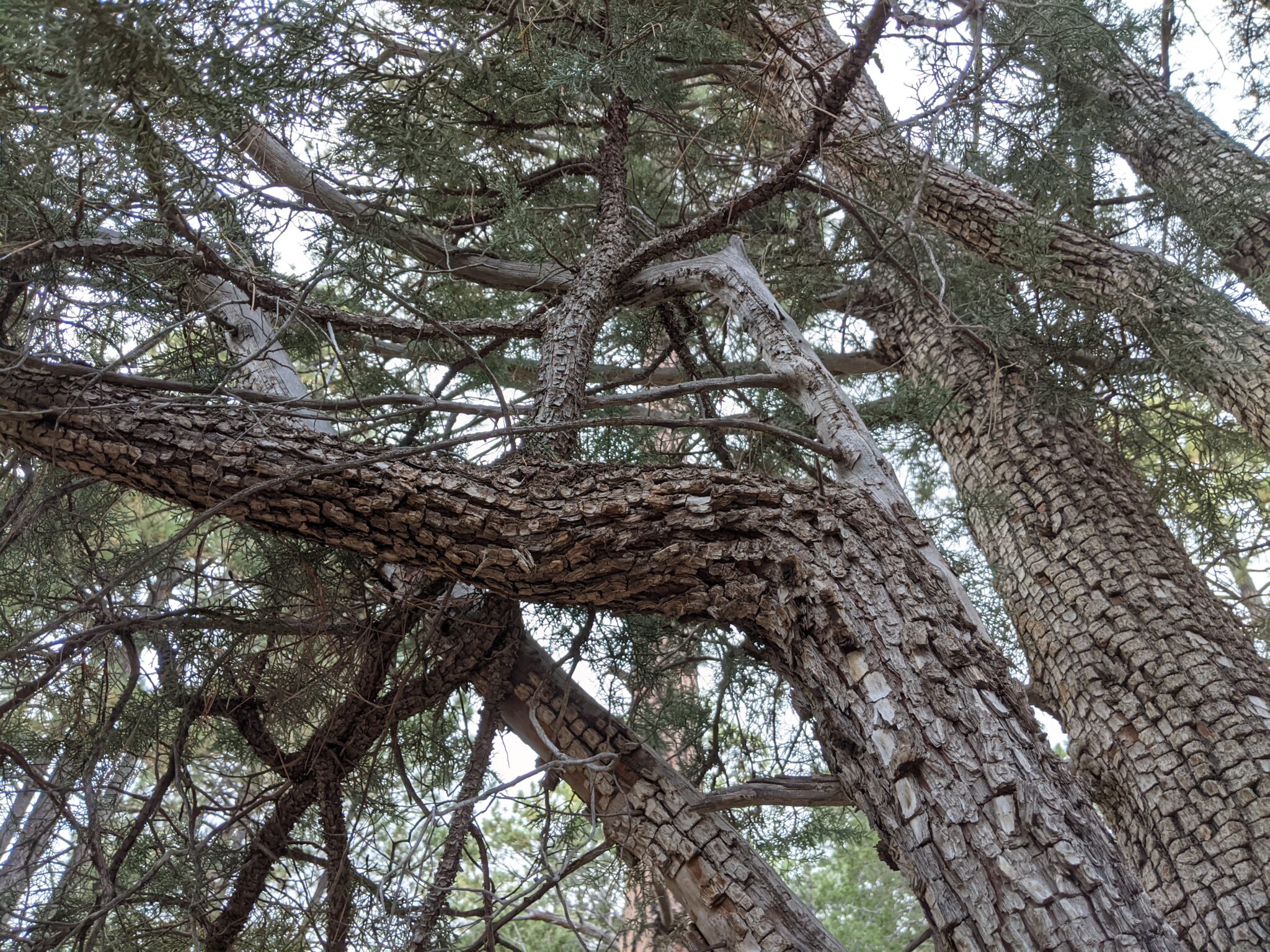 Alligator Juniper - January 2026 Tree of the Month