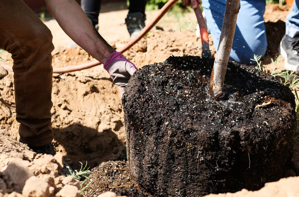 PHOTO COURTESY OF LA MILPA, EARTHCARE 03