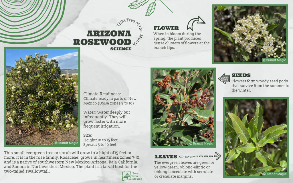 Tree NM Tree of the Month, Arizona Rosewood, Vauquelinia californica