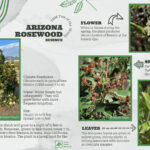 Tree NM Tree of the Month, Arizona Rosewood, Vauquelinia californica