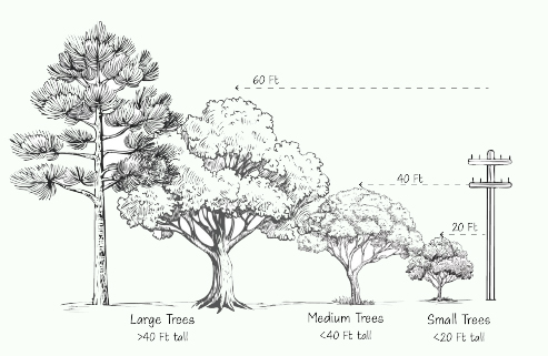 Right Tree, Right Place: A New Mexico Perspective