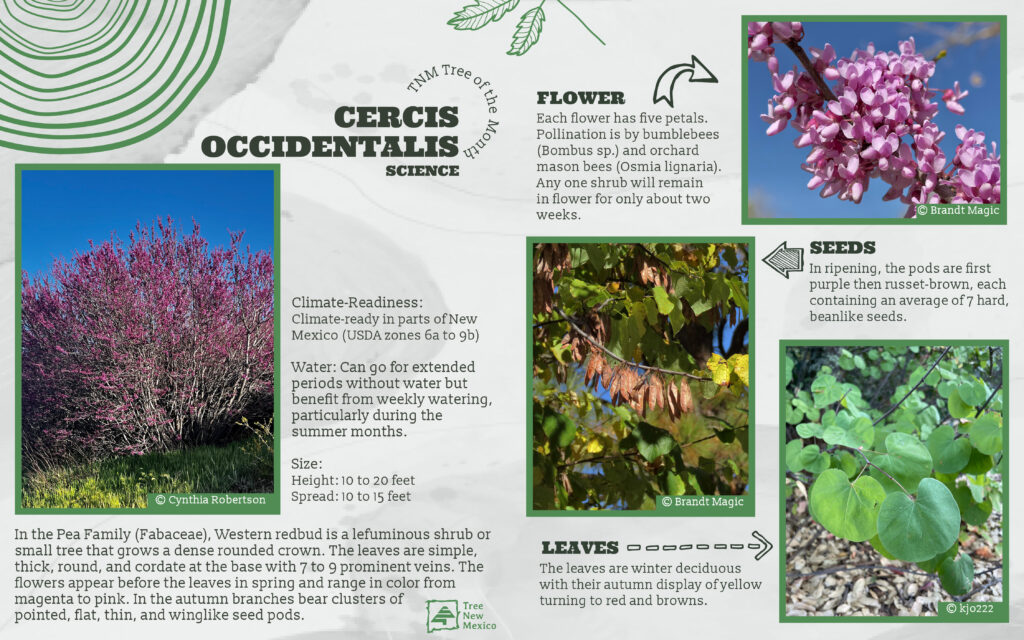Western Redbud - April 2026 Tree of the Month