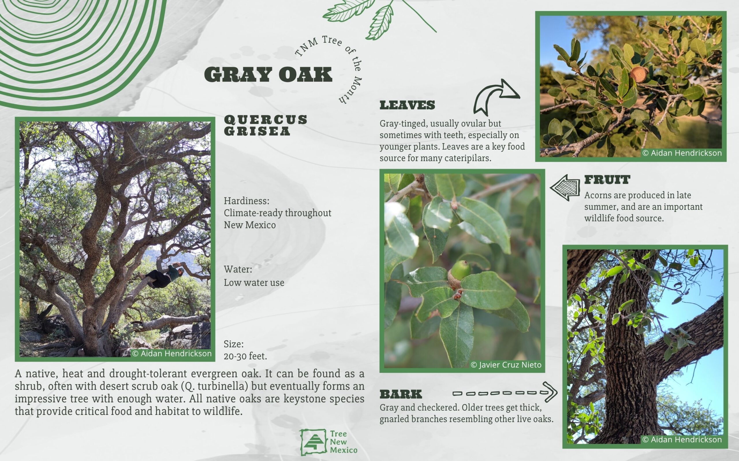Gray Oak - May 2026 Tree of the Month